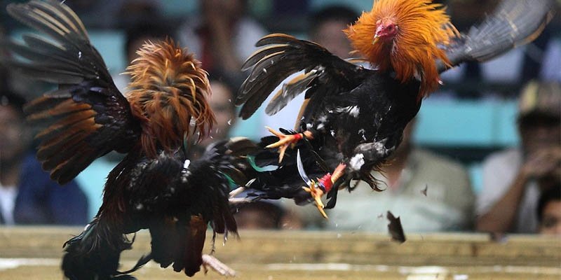 Cái nhìn tổng quan về đá gà RED88