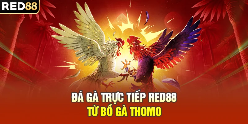 Đá gà trực tiếp RED88 từ bồ gà Thomo